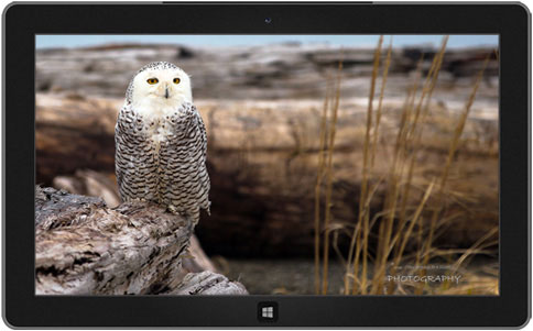 «Белые совы» (Snowy Owls)